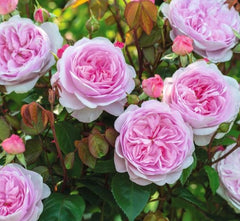 Olivia Rose Austin (Ausmixture) - David Austin