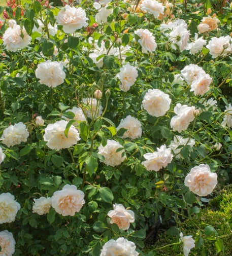 Lichfield Angel (Ausrelate) - David Austin - Shrub Rose