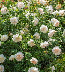 Lichfield Angel (Ausrelate) - David Austin - Shrub Rose