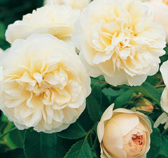 Lichfield Angel (Ausrelate) - David Austin - Shrub Rose