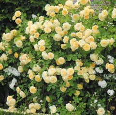 Teasing Georgia (Ausbaker) - David Austin - Climbing Rose (bare rooted)