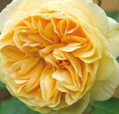 Teasing Georgia (Ausbaker) - David Austin - Climbing Rose (bare rooted)