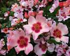 Smiling Eyes™ New Release Bush Rose