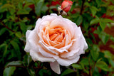 Spicy Parfuma Hybrid Tea Rose