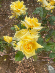 Sunblest Hybrid Tea Bush Rose (Bare-rooted)