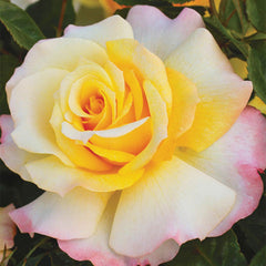 Sunny Sky - Hybrid Tea Bush (Bareroot)