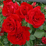 Sympathie - Climbing Rose