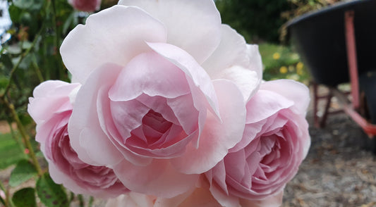 Tallulah Modern Shrub New Release Bush Rose