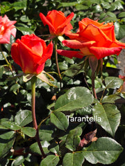 Tarantella Hybrid Tea Bush Rose (Bare-rooted)