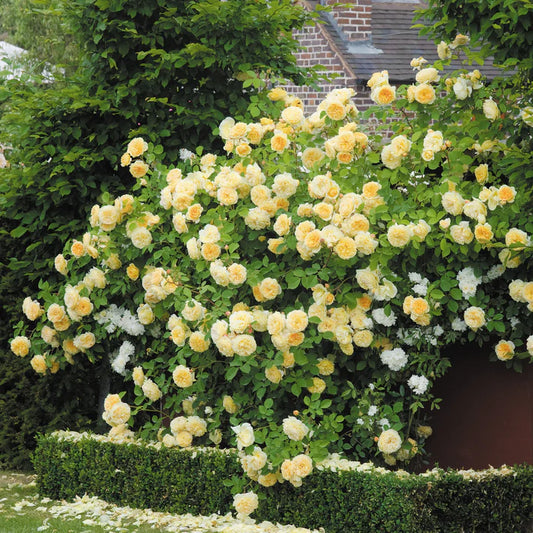 Teasing Georgia - David Austin - Climbing Rose