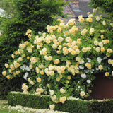 Teasing Georgia - David Austin - Climbing Rose