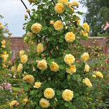 Teasing Georgia - David Austin - Climbing Rose
