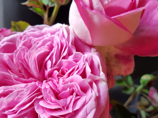 Coconut Ice - Modern Shrub