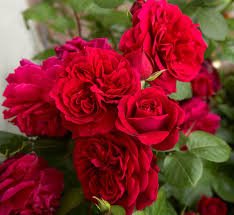 Tess Of The D'Urbervilles - David Austin Climbing Rose