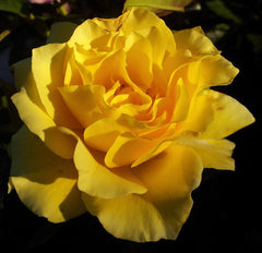 The Golden Child - 2ft Patio Standard (bare rooted)