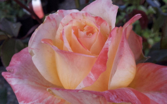 Tropical Sunset - Hybrid Tea Rose