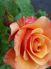 Tuscan Sun - Floribunda Rose