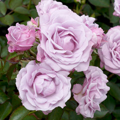 Tangles New Release Floribunda Bush Rose (Bareroot)