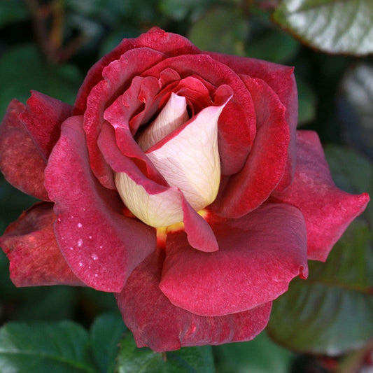 The RSL Rose - Hybrid Tea Rose