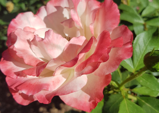 The Karnival® New Release Bush Rose