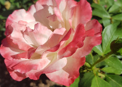 The Karnival® New Release Bush Rose (Bare-rooted)