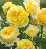 The Poet's Wife - David Austin (bare rooted)