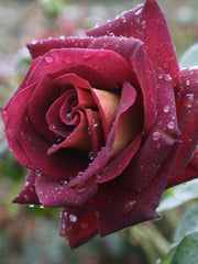 The RSL Rose - Hybrid Tea Rose (bare rooted)