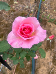 Tiffany Hybrid Tea Bush Rose (bare-rooted)