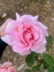 Tiffany Hybrid Tea Bush Rose (bare-rooted)