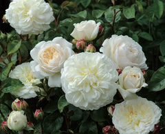 Tranquillity - David Austin Rose 2ft patio standard