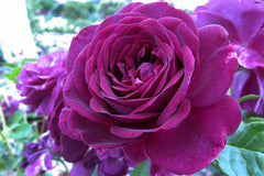 Twilight Zone - Modern Shrub (bare rooted)