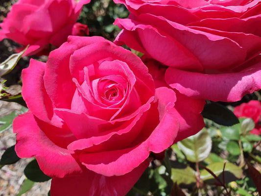 Unconventional Lady - Hybrid Tea Rose