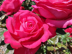 Unconventional Lady - Hybrid Tea Rose (bare rooted)