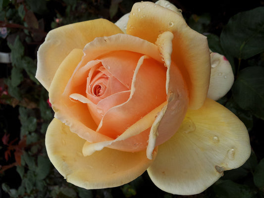 Valencia - Hybrid Tea Rose