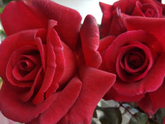 Veterans Honour/City Of Newcastle New Release Hybrid Tea Bush Rose