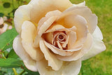 Vintage Hybrid Tea