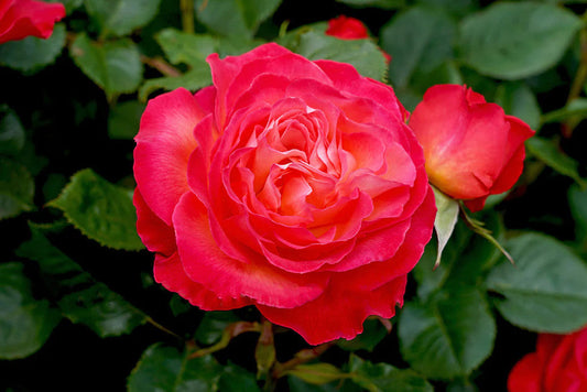 Volcano Modern Shrub