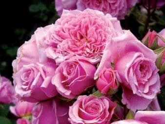 William Christie Modern Shrub Rose