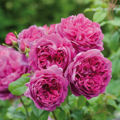 Young Lycidas (Ausvibrant) David Austin Rose