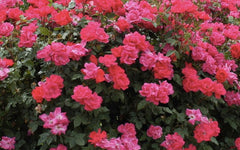 Knockout Double - Modern Shrub/Landscape