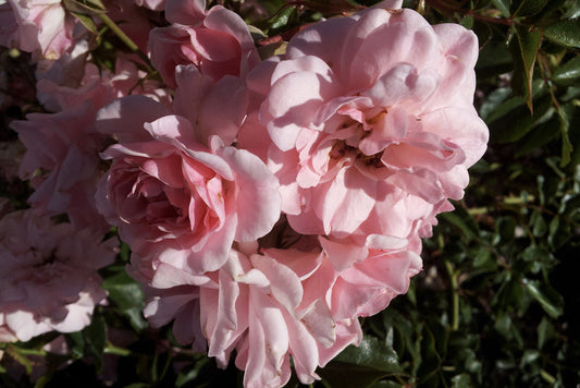 Albertine - Rambling Old Fashioned Rose - spring only flowering