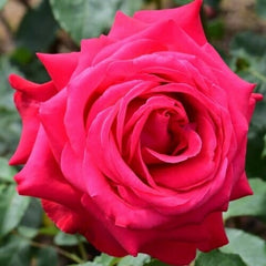 Alecs Red 2ft Patio Standard