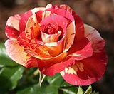 Alfred Sisley - Delbard Rose