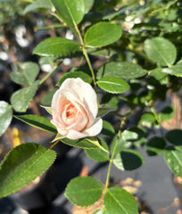 Aspirin New Release Floribunda 2ft patio standard