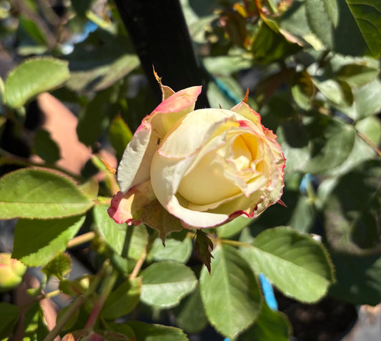 Athene New Release Hybrid Tea 2ft patio