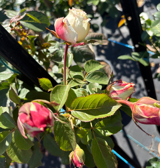 Athene New Release Hybrid Tea Bush Rose