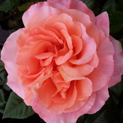 Augusta Luise - 2ft Patio Standard (bare rooted)