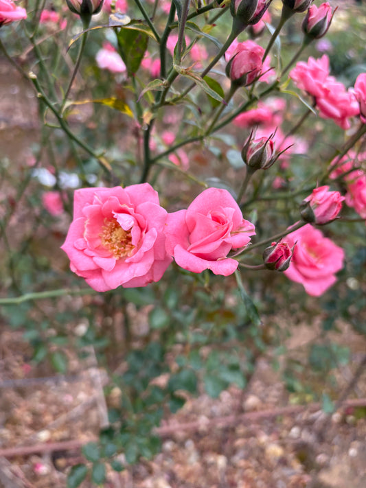 Bella Rosa Floribunda 2ft patio standard