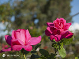 Best Friend - Hybrid Tea Rose (bare rooted)