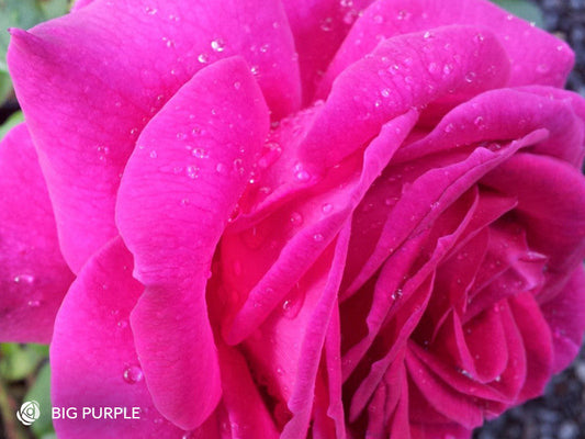 Big Purple - Hybrid Tea